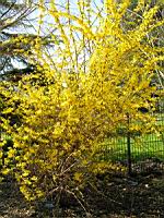 Forsythia cv. Beatrix Farrand (fam Oleacees) (Photo F. Mrugala) (1)